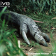 Illustration for article titled Flightless Friday - Casuarius unappendiculatus Edition